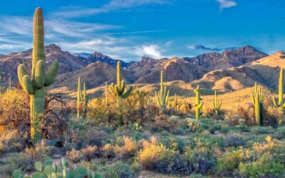 Avoid Chaos: What Happens If You Die Without a Will in Arizona